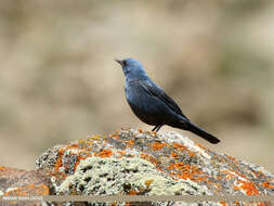 Plancia ëd Monticola solitarius (Linnaeus 1758)