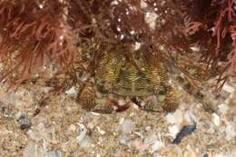 Image of marbled rock crab