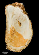 Image of Cardita distorta Reeve 1843