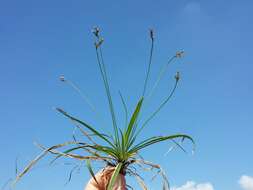 Image of Carex ornithopoda Willd.