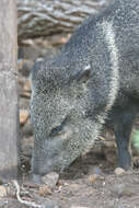 Image of peccaries