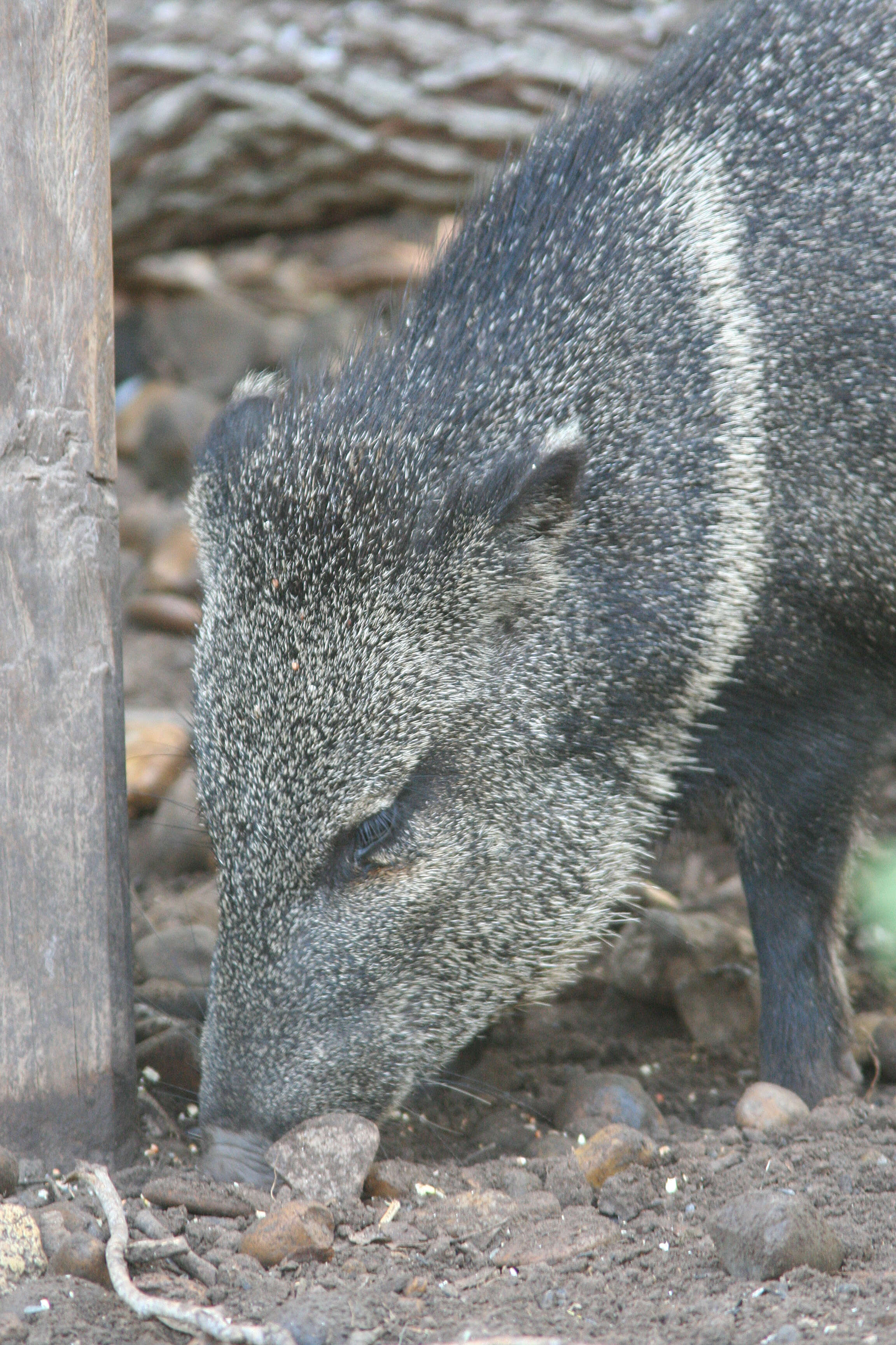 Imagem de Caititu, porco-do-mato