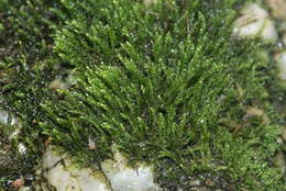 Image of hygroamblystegium moss