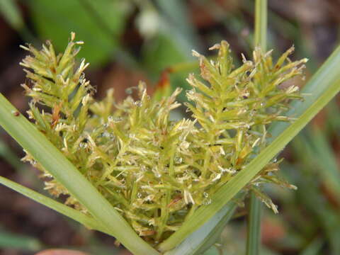 Image de Cyperus hillebrandii Boeckeler