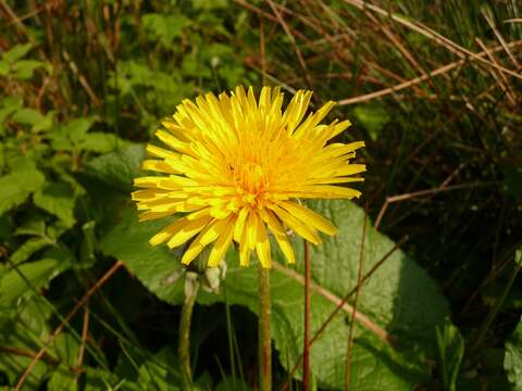 Image of dandelion