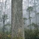 Image of Eucalyptus dendromorpha (Blakely) L. A. S. Johnson & Blaxell