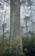 Image of Eucalyptus dendromorpha (Blakely) L. A. S. Johnson & Blaxell