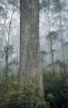 Слика од Eucalyptus dendromorpha (Blakely) L. A. S. Johnson & Blaxell