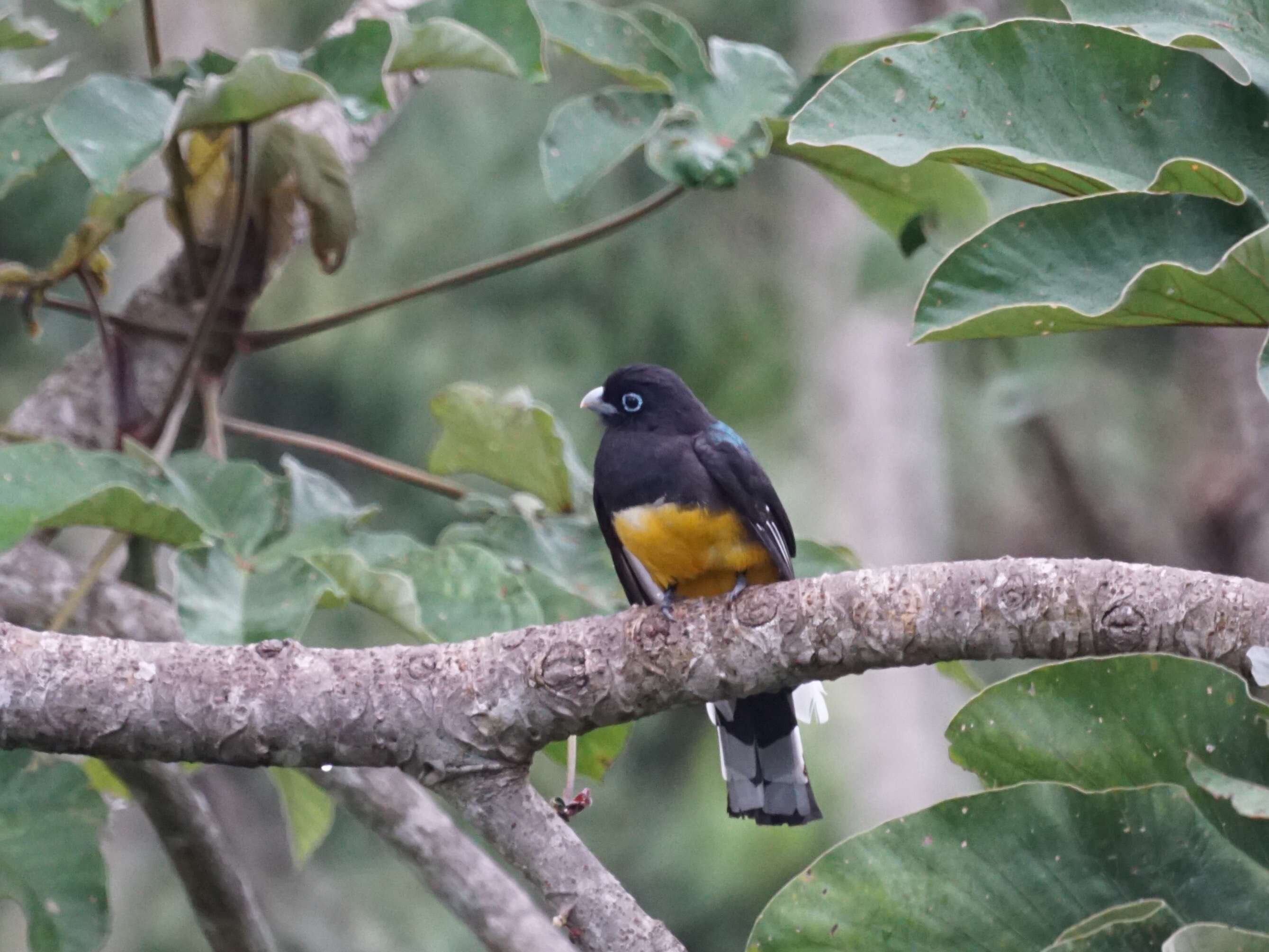 صورة Trogon melanocephalus Gould 1836