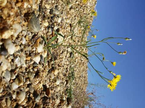 Image of narrowleaf hawksbeard