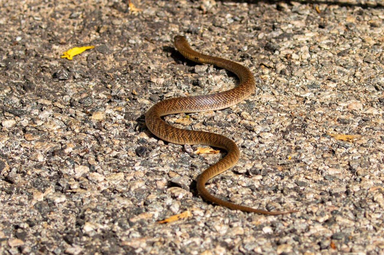 Image of Indian cobra