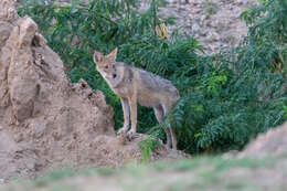 Image of golden jackal