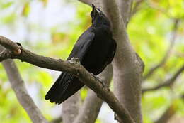 Image of American Crow