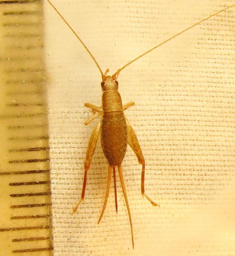 Image of scaly crickets