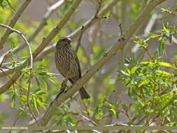 Plancia ëd Carpodacus rhodochlamys (Brandt & JF 1843)