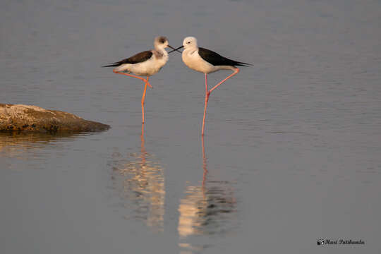 Image of Black-winged Stilt