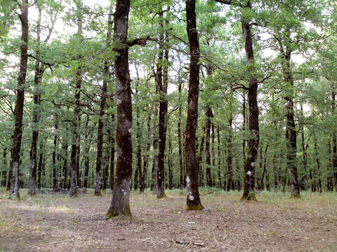 Image of Hungarian Oak