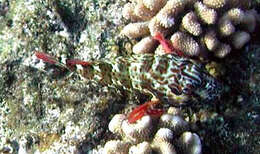 Image of White-spotted hawkfish