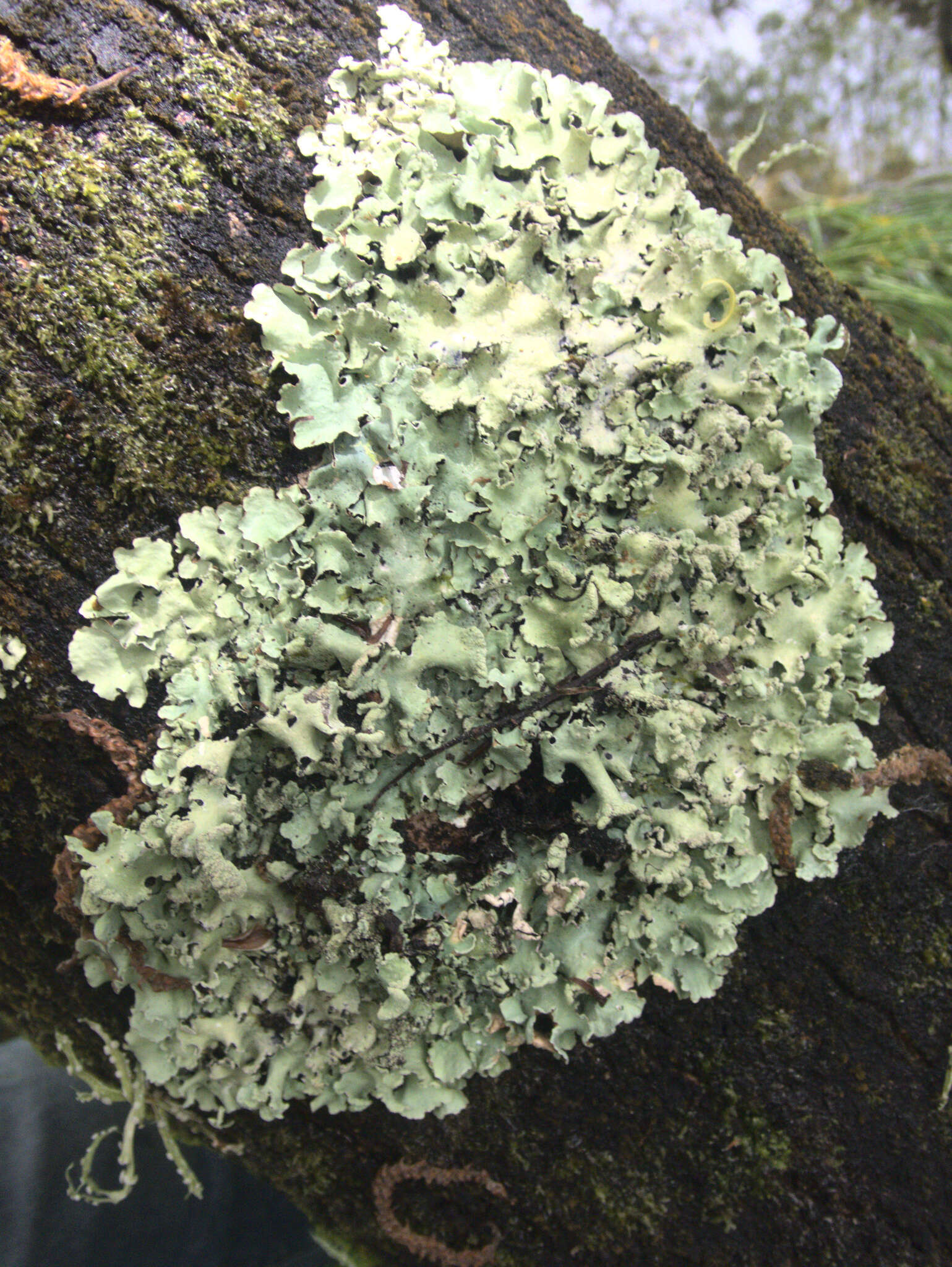 Image of Black stone flower