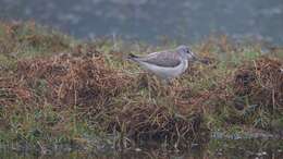 Image of Common Greenshank