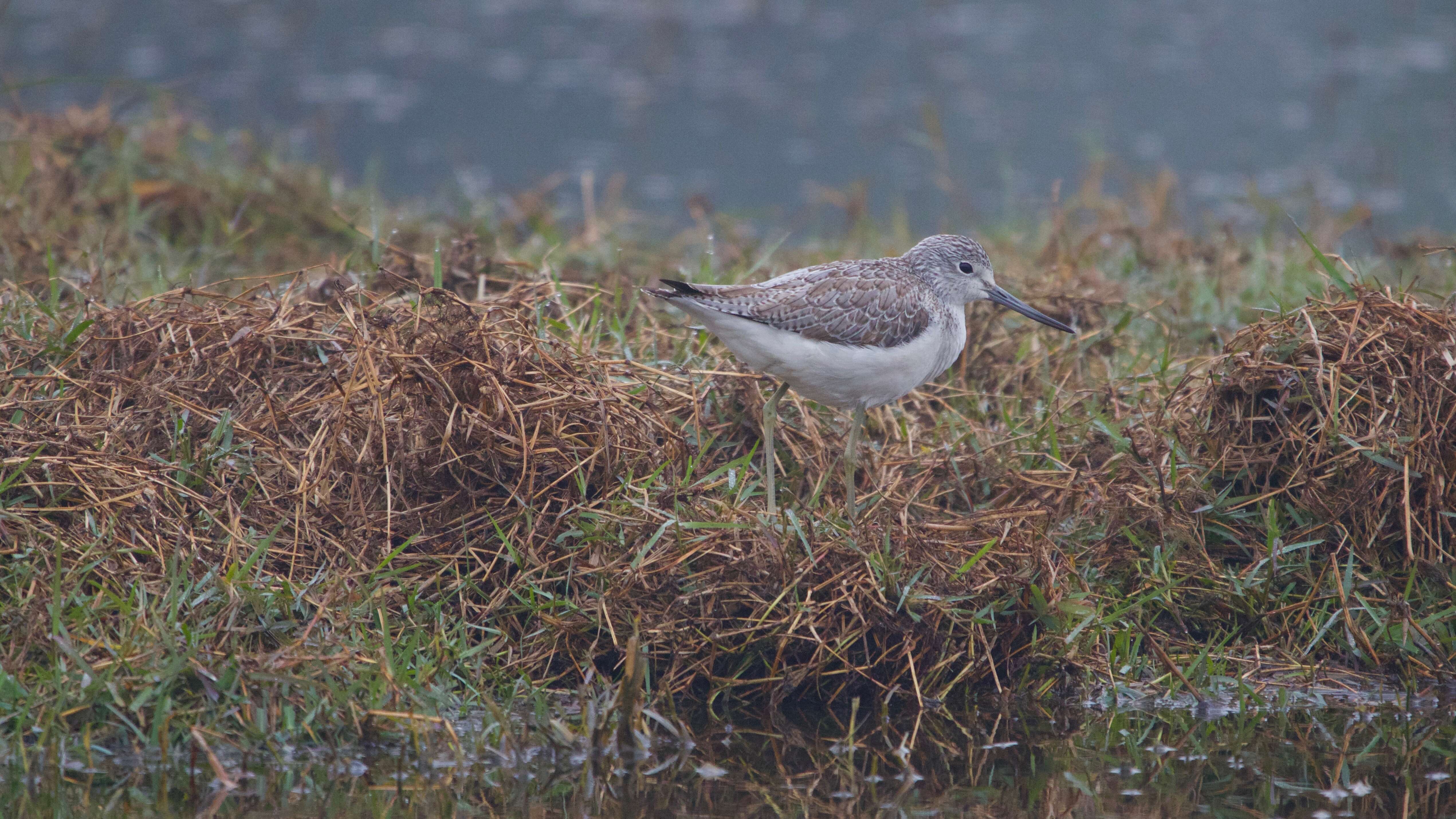 Image of Common Greenshank