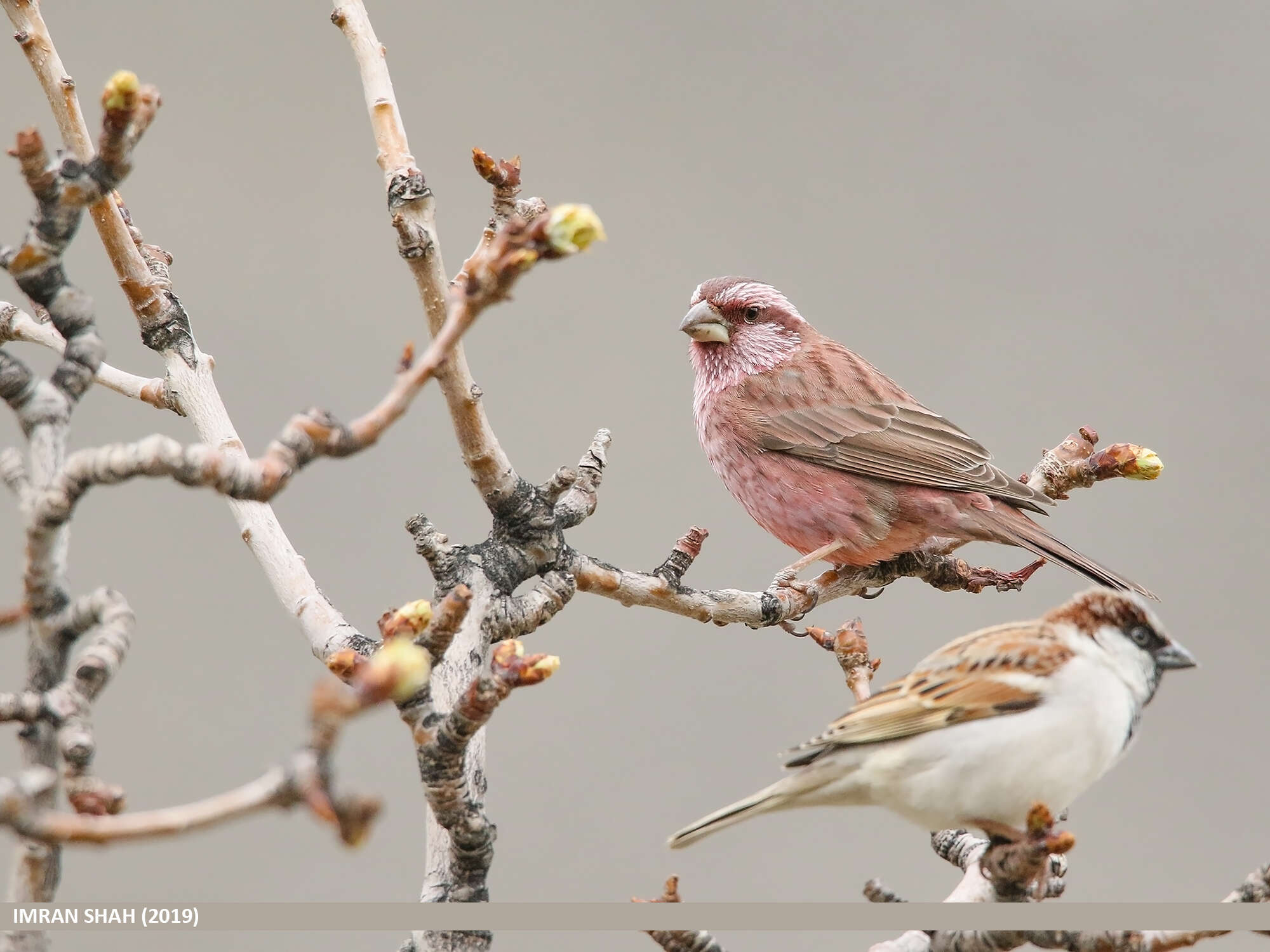 Plancia ëd Carpodacus rhodochlamys (Brandt & JF 1843)