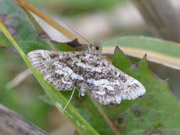 Слика од Diasemiopsis ramburialis Duponchel 1834