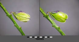 Image of tufted milkwort