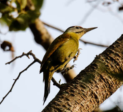 Image of Grey-faced Woodpecker