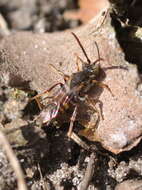 Nomada flavoguttata (Kirby 1802) resmi