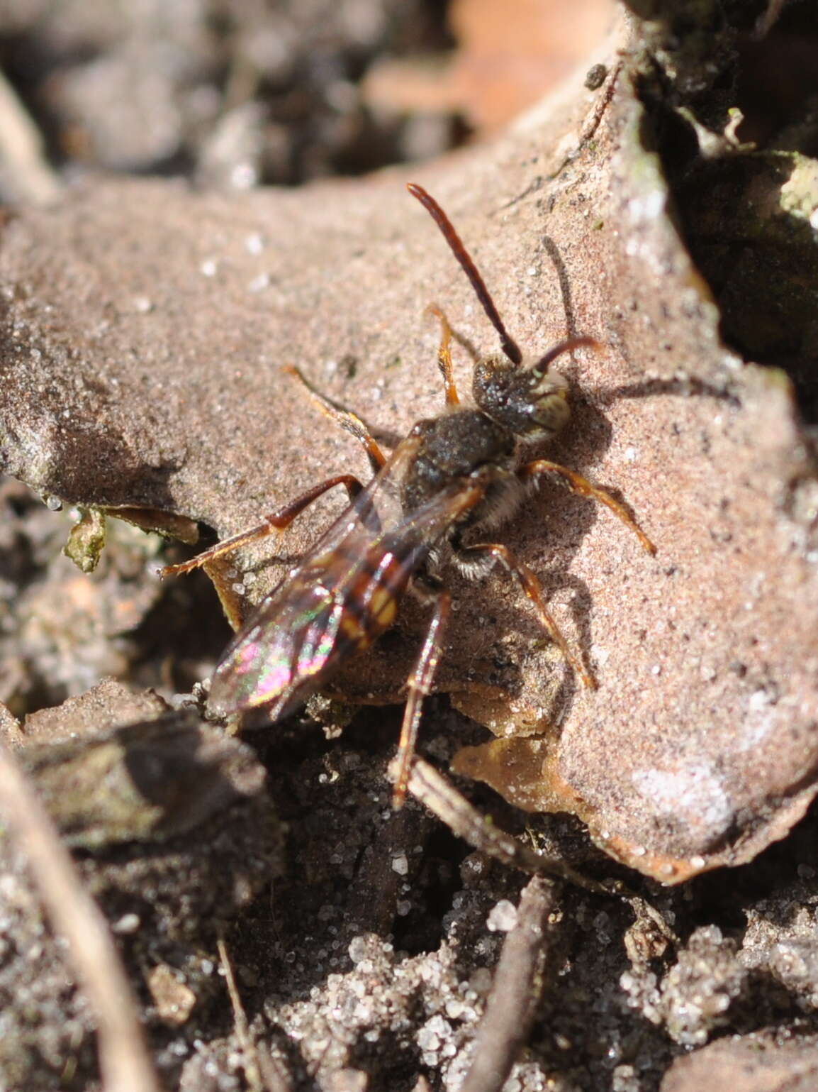 Image of Nomada flavoguttata (Kirby 1802)