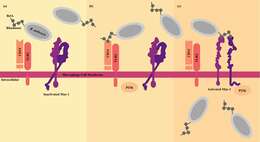 Image of Bacillus anthracis