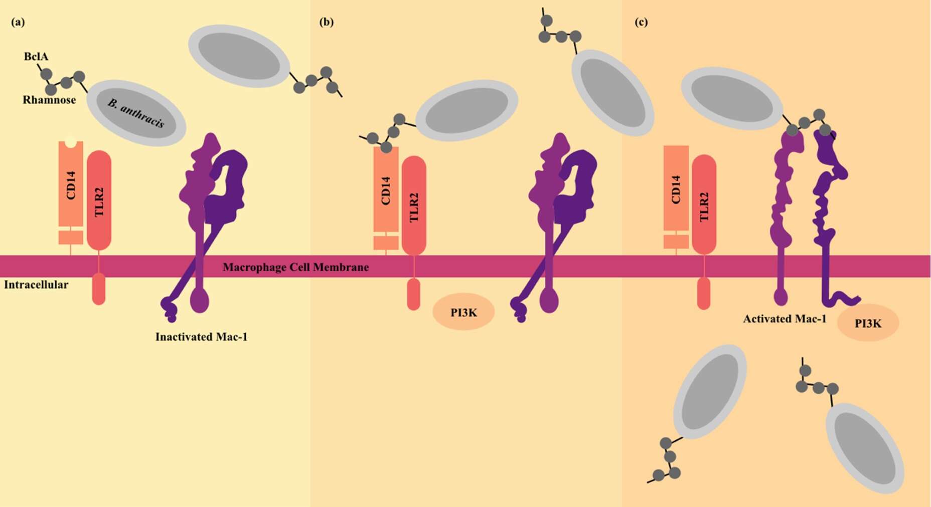 Image of Bacillus anthracis