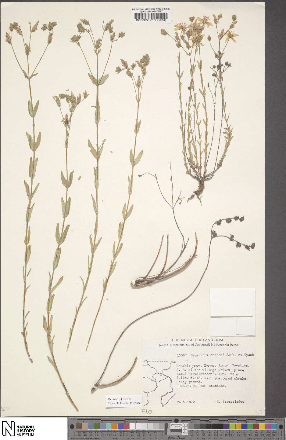 Image of Hypericum aucheri Jaub. & Spach