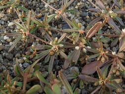 Image of green carpetweed