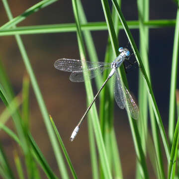 Image of Northern Spreadwing