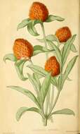 Image of Rio Grande globe amaranth