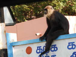 Image of Black Leaf Monkey