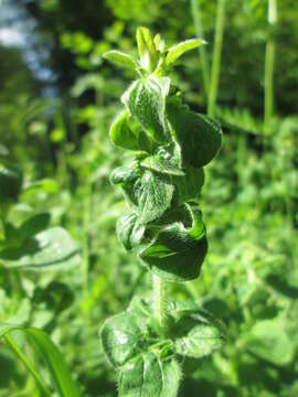 Image of oregano