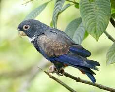 Image of Bronze-winged Parrot