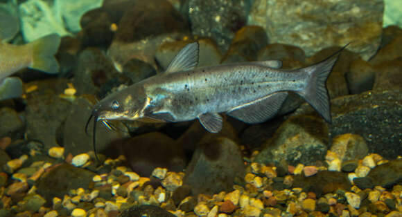 Image of catfishes