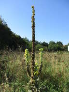 Image of Great Mullein