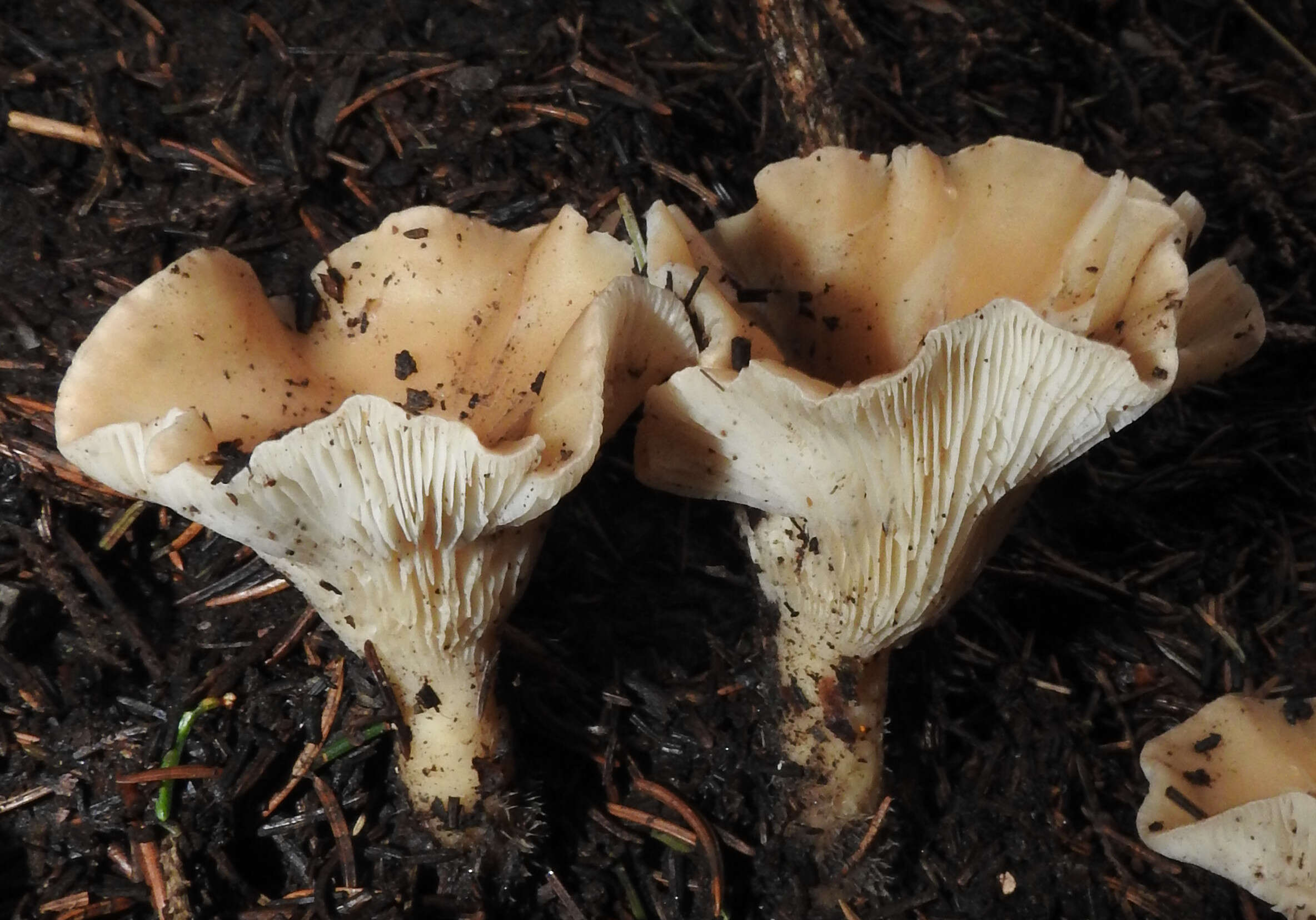 Image of funnel clitocybe