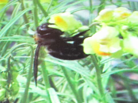 Image of Eastern Carpenter Bee