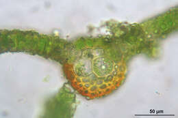 Image of Wideleaf Tortula Moss