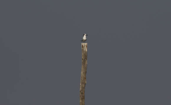 Image of Sandwich Tern