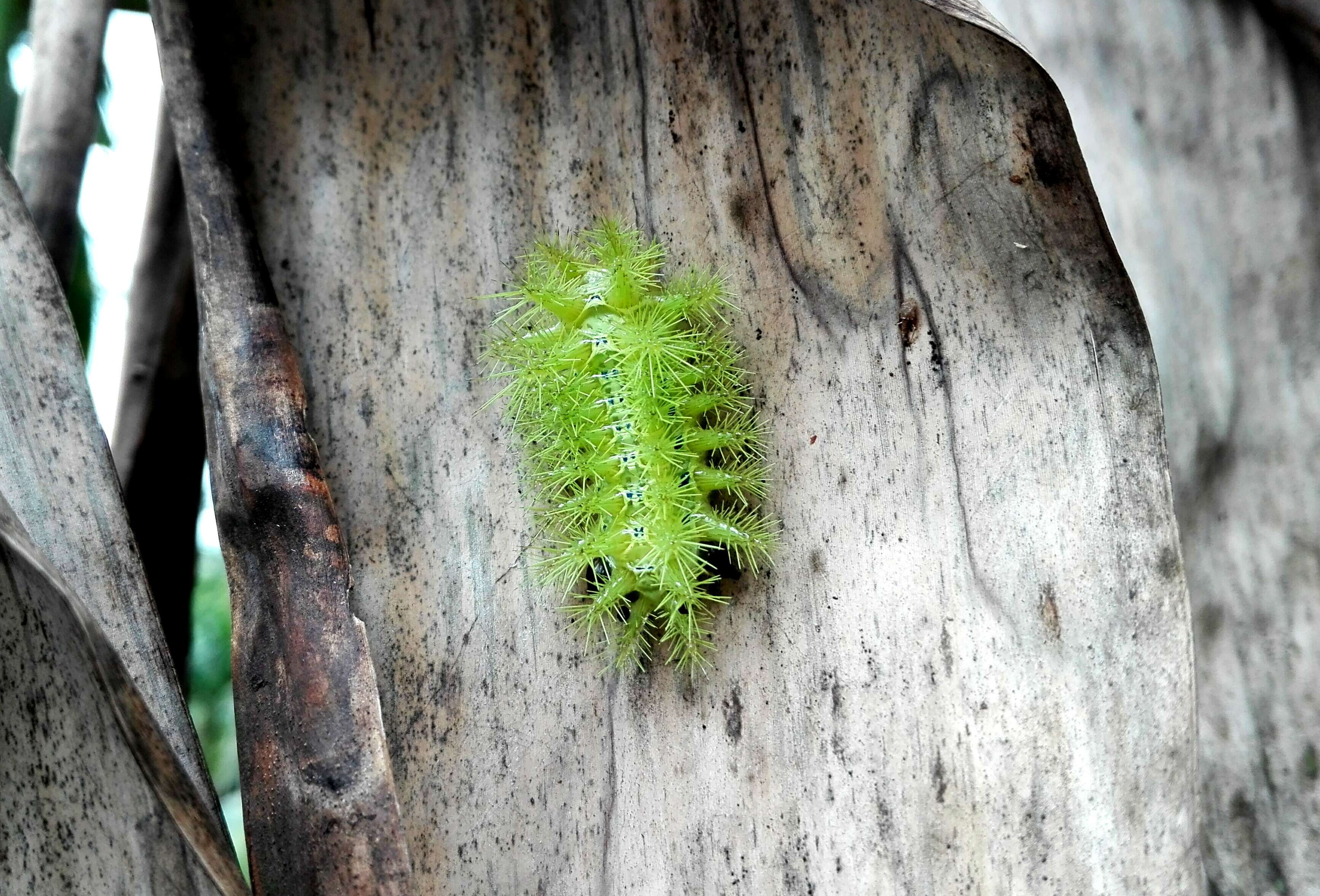 Image of Lonomia obliqua Walker 1855