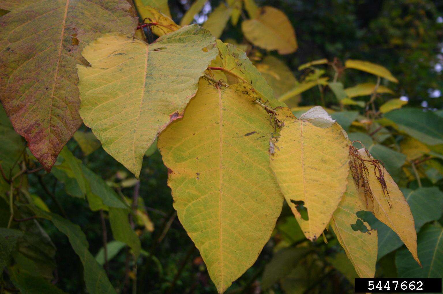 Plancia ëd Reynoutria sachalinensis (Friedrich Schmidt Petrop.) Nakai