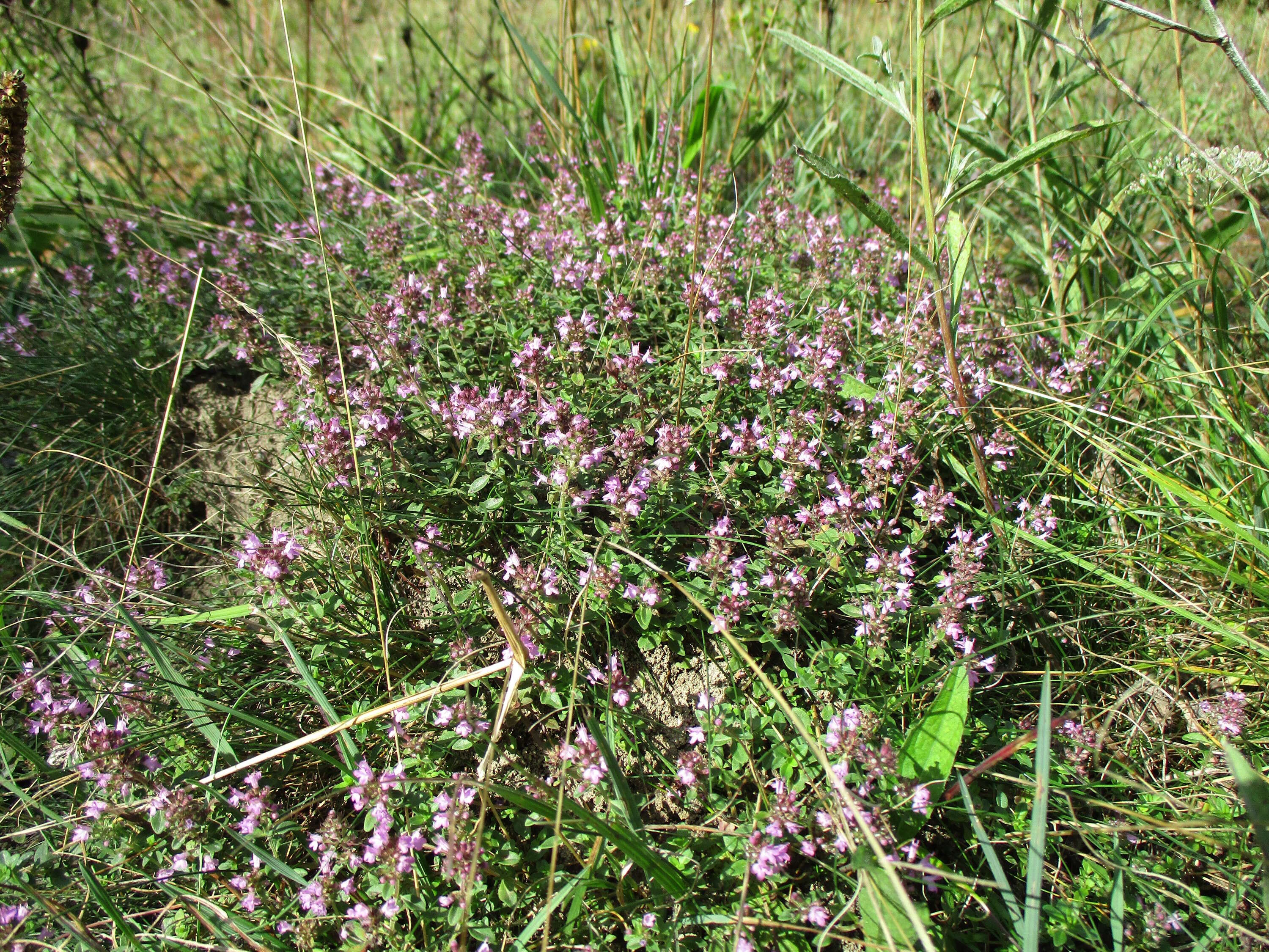 Image of breckland thyme