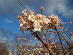 Sivun Viburnum × bodnantense kuva